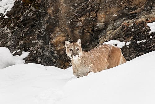 Cougar or Mountain Lion in deep winter snow-Puma concolor-controlled situation Wildlife Print